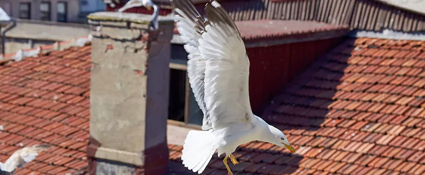 Residential Chimney Animal Removal Solution in Warren, MI